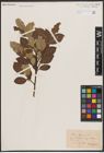 Foto von Salix caprea L.